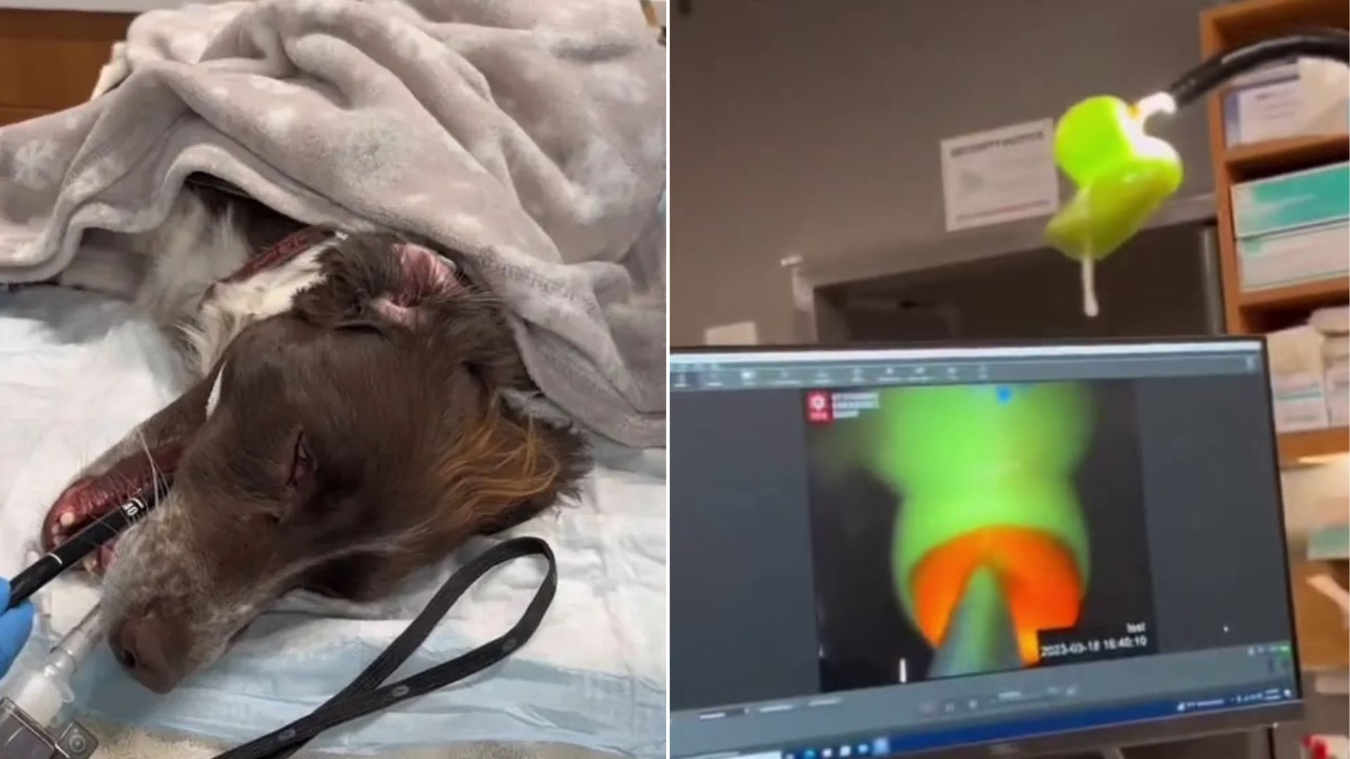 Florida Dog’s X-Ray Shows Something So Strange Even The Vet Could Hardly Believe It