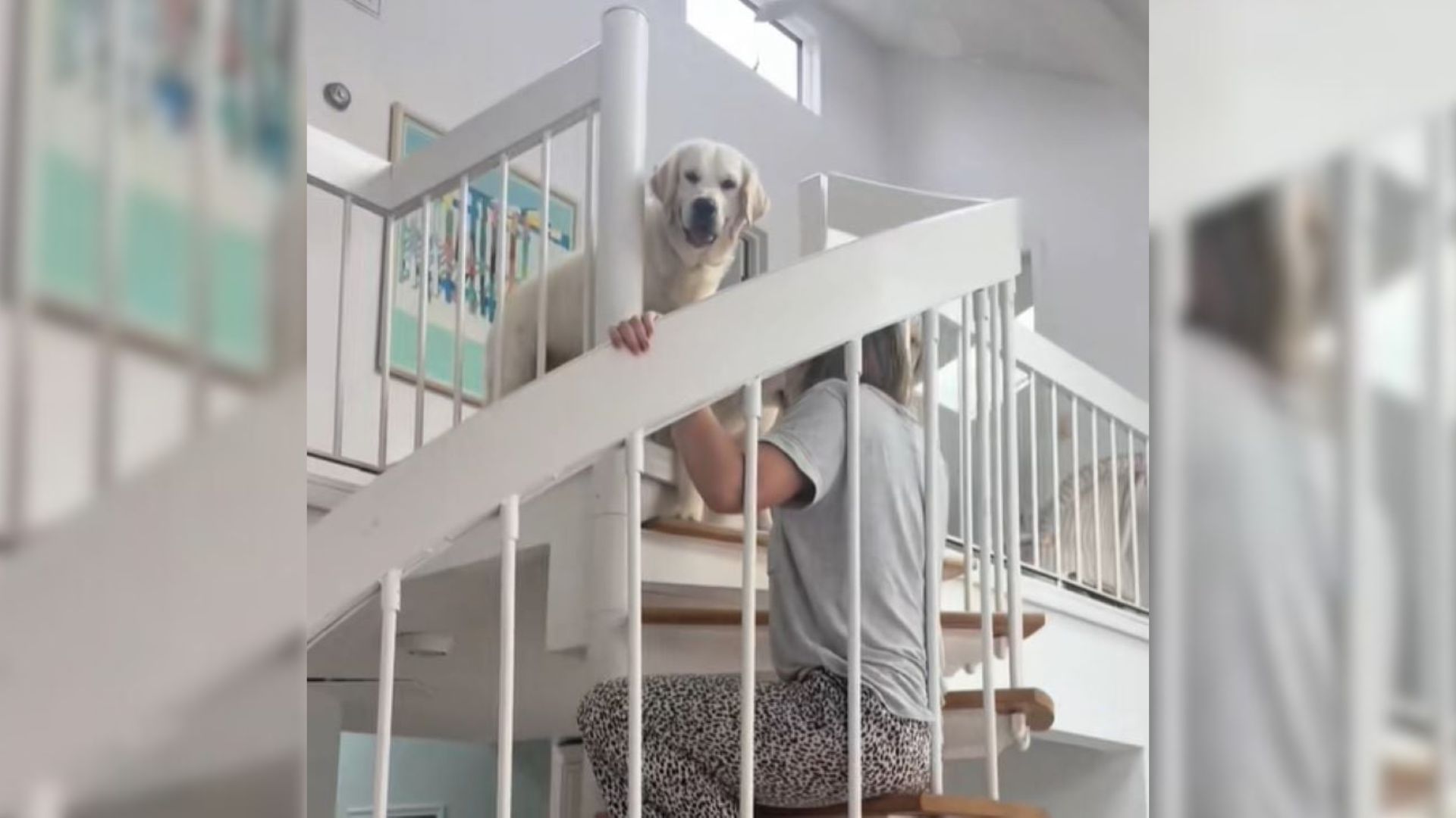 Florida Family Records The Moment Golden Retrievers Conquer Their Fear With A Touch Of Creativity