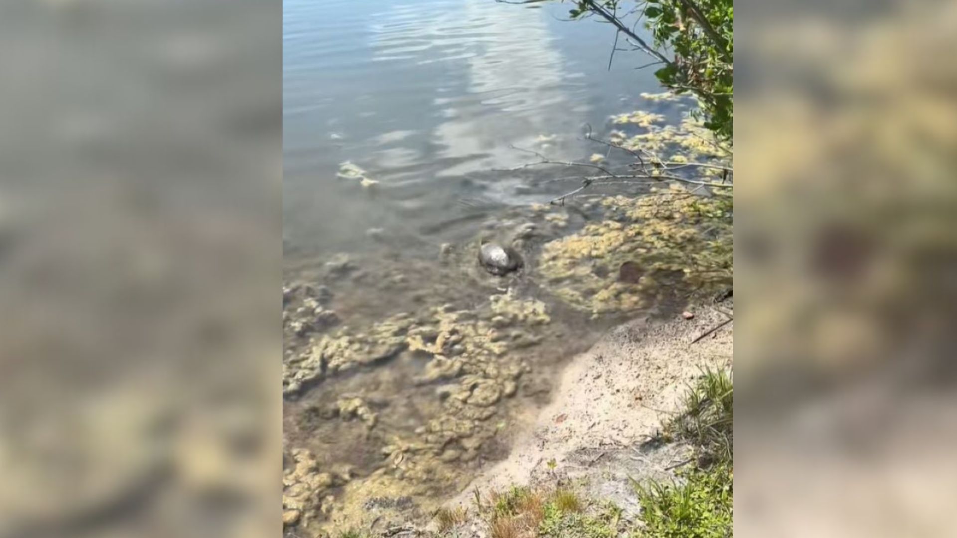 The dog is looking out the window