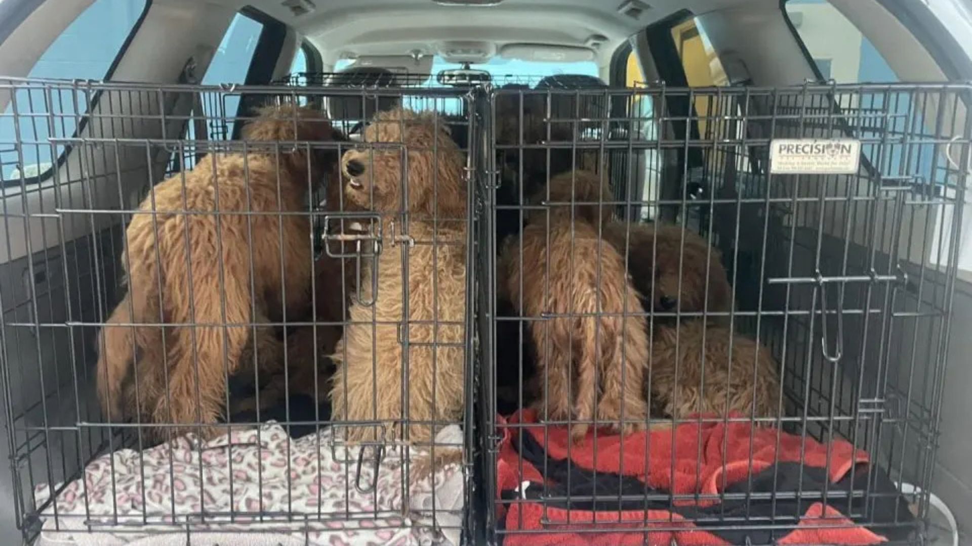 Florida Goldendoodle Puppies Rescued From Woods Receive Life-Changing Grooming