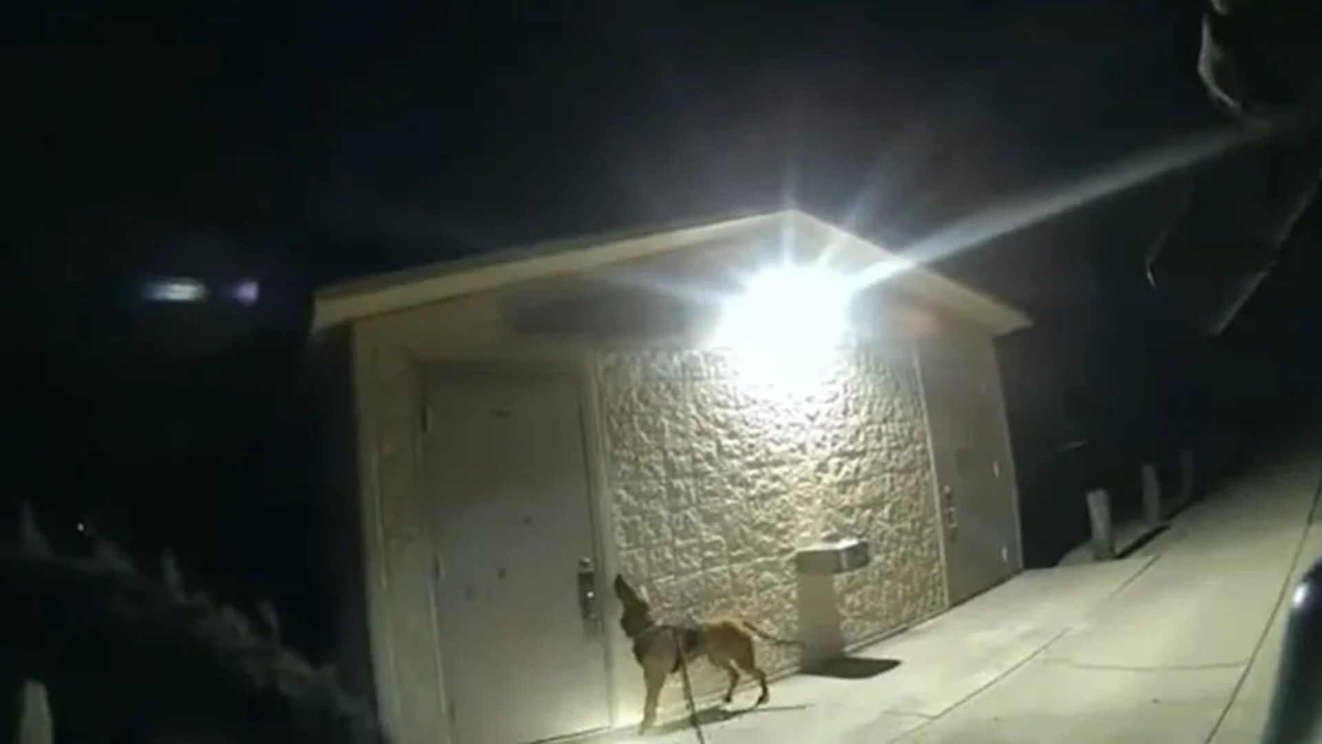 Florida K9 Mary Lou Leads Deputies To Missing Child With Her Incredible Tracking Skills