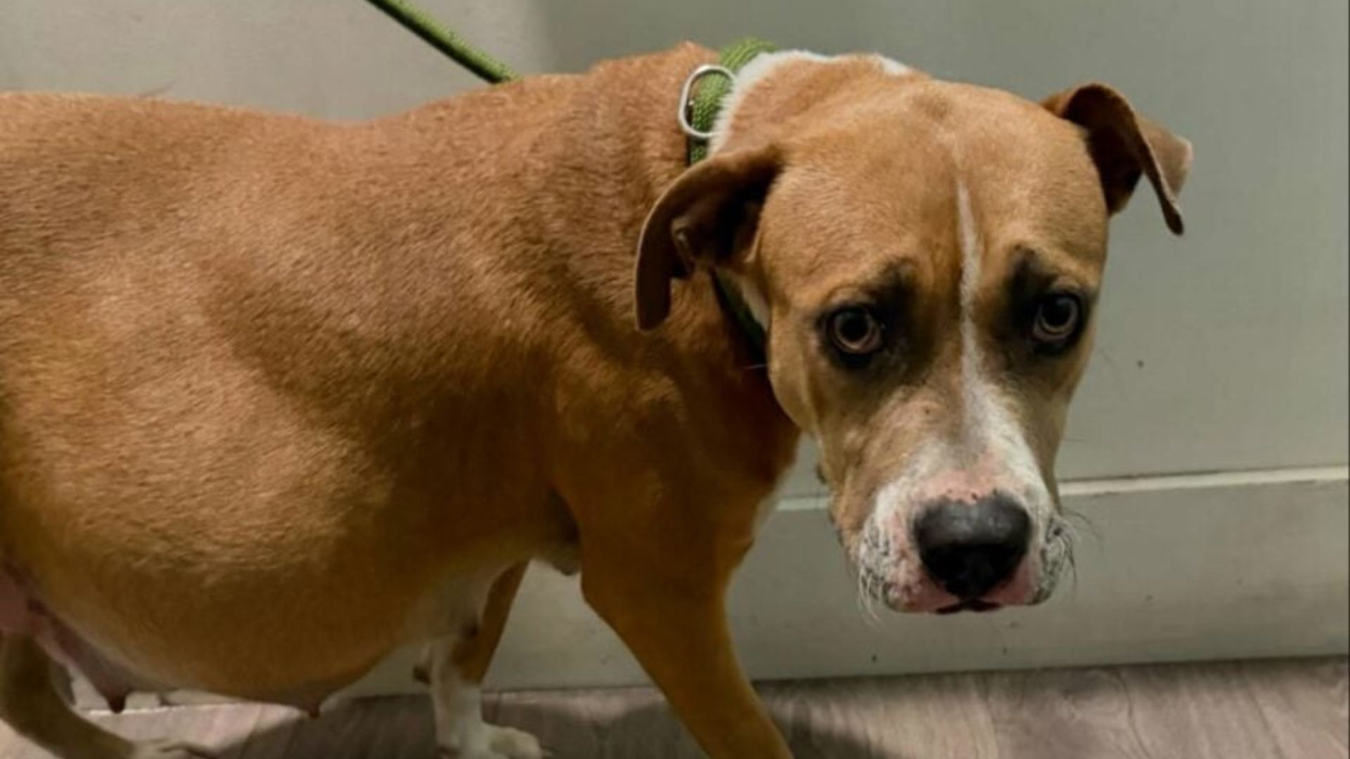 Florida Mama Who Raised Ten Puppies Watches Families Pass By Without Seeing The Love She Has To Give