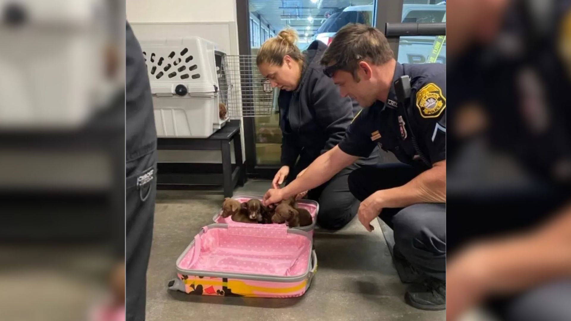 the police officers found the puppies in the suitcase