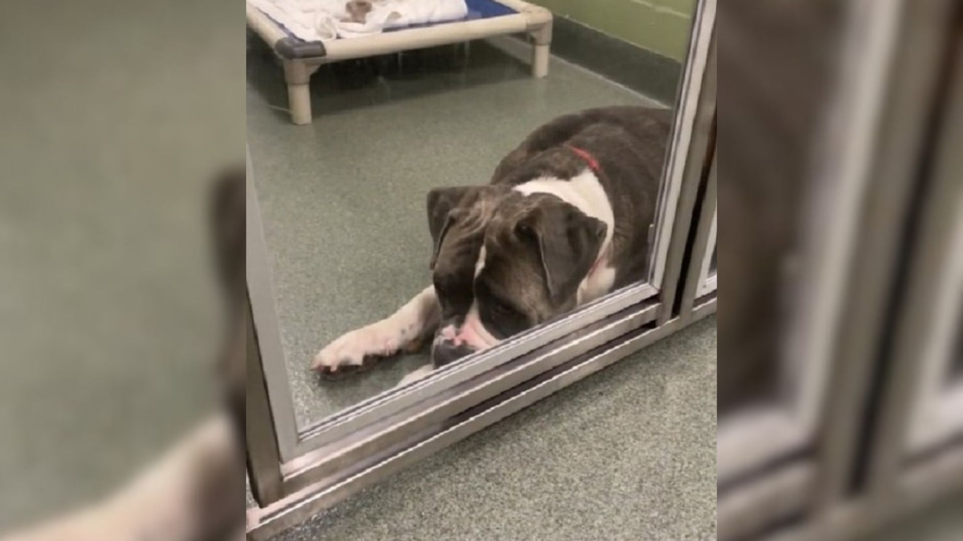 Florida Pup’s Silent Struggle Revealed In A Heartbreaking Shelter Video