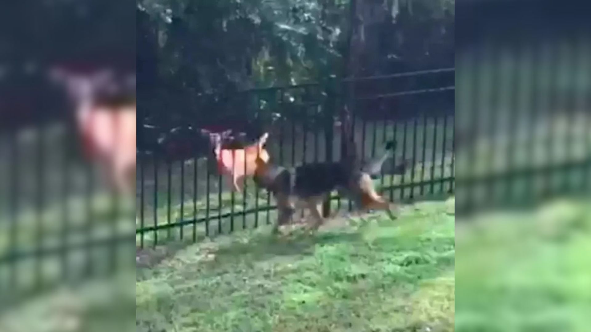 dog in yard