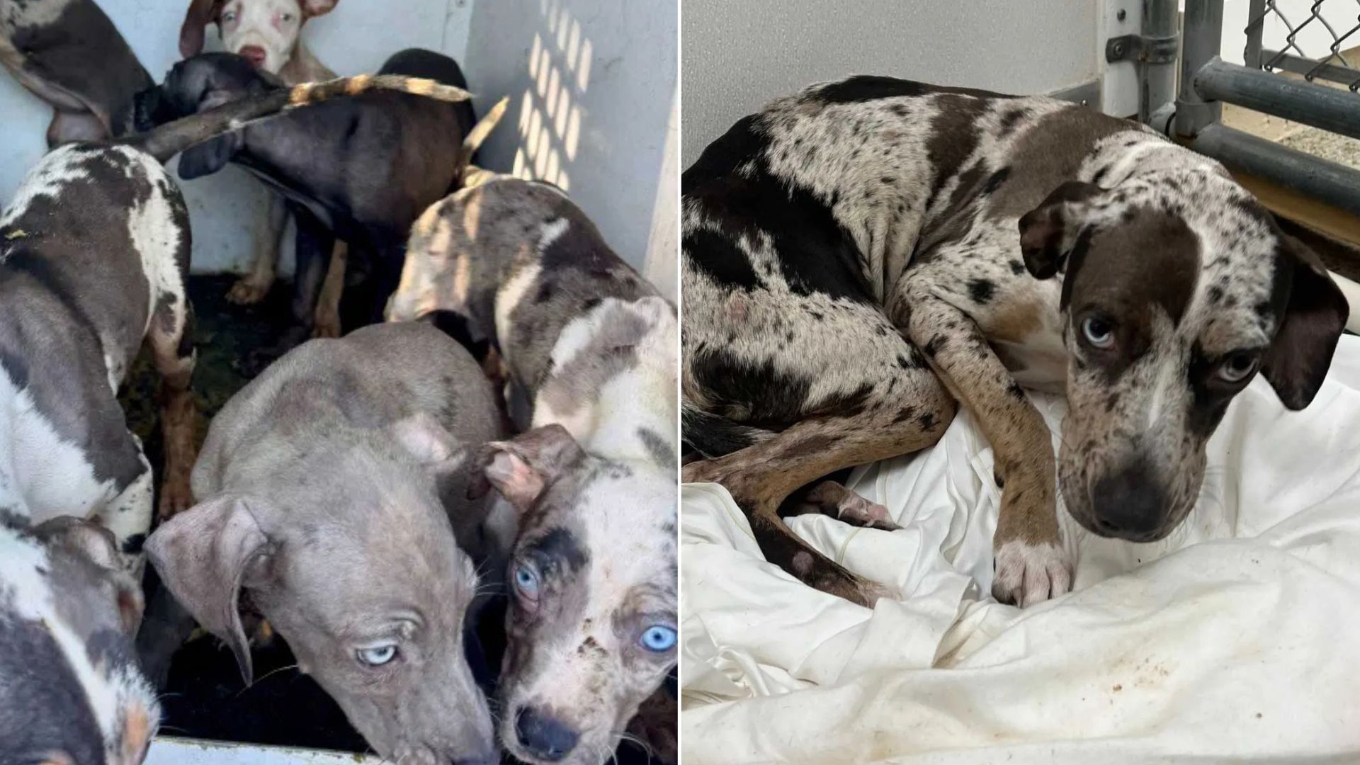 Florida Rescuers Save 20 Leopard Dogs Found Living In Unimaginable Neglect