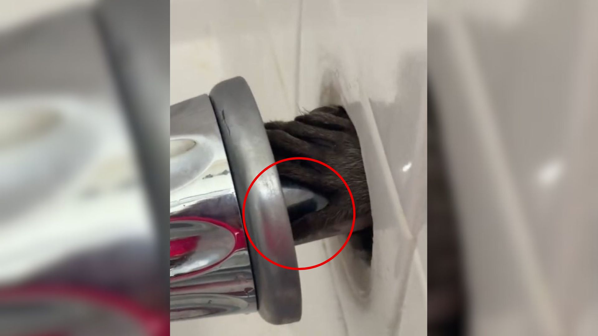 Florida Resident Hears Odd Sounds In Bathroom