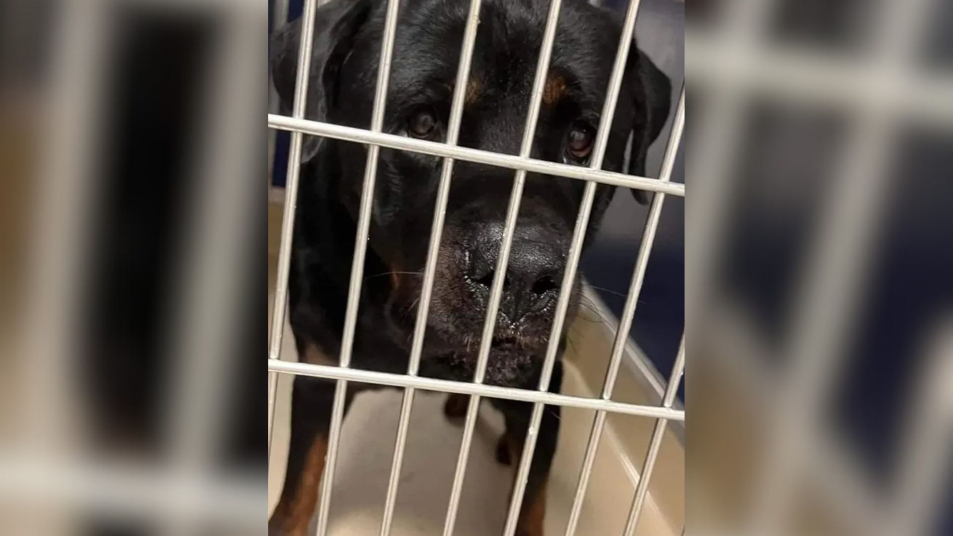 Florida Rottweiler Saved From Euthanasia Proves Stereotypes Wrong And Bonds With Unlikely Pal