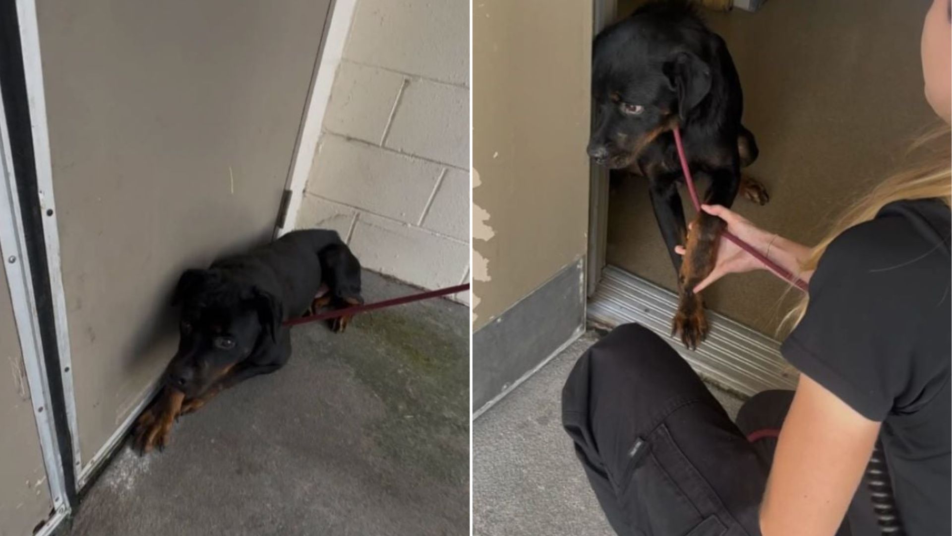 Florida Shelter Dog Grips Staff’s Arm To Feel Safe Enough To Walk