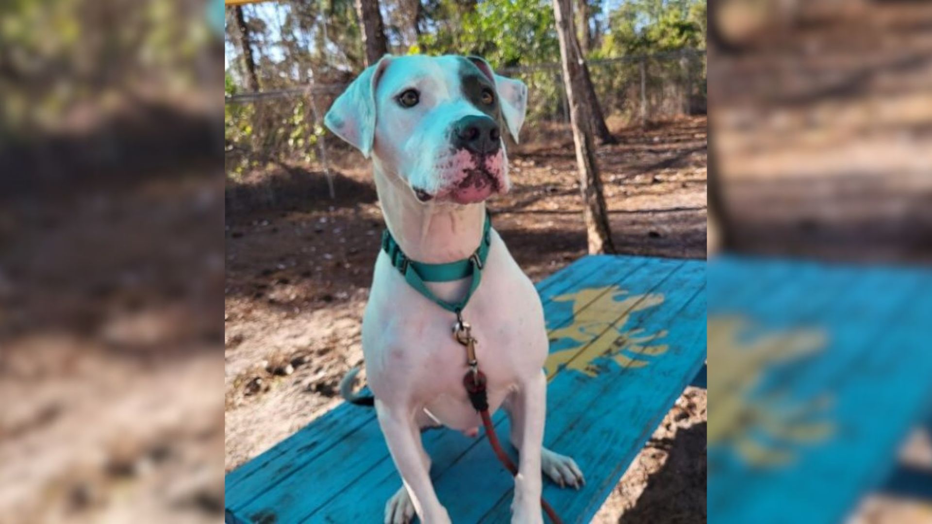 Florida Shelter Dog Waits 700 Days For A Family And The Reason Is Heartbreaking