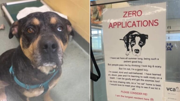 wanted poster of dog