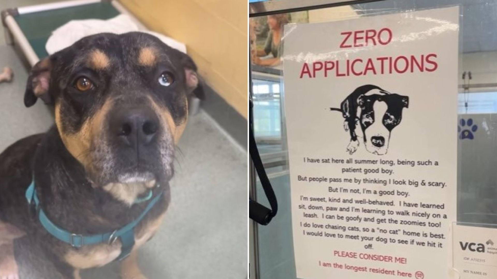 Florida Staff Heartbroken After Learning The Reason This Dog Didn’t Get A Single Adoption Application