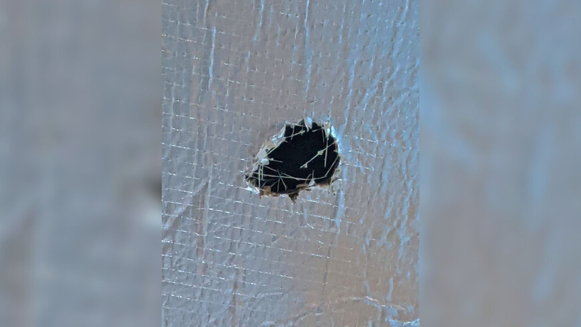 Florida Team Investigates Odd Whimpers In The Walls And Stumbles Upon A Heartwarming Surprise