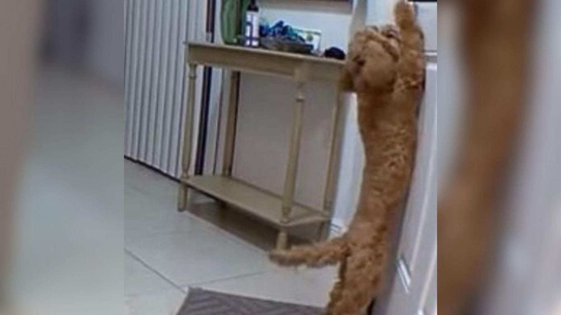 Florida Woman Expects Chaos But Discovers Something Far More Emotional On Her Pet Cam