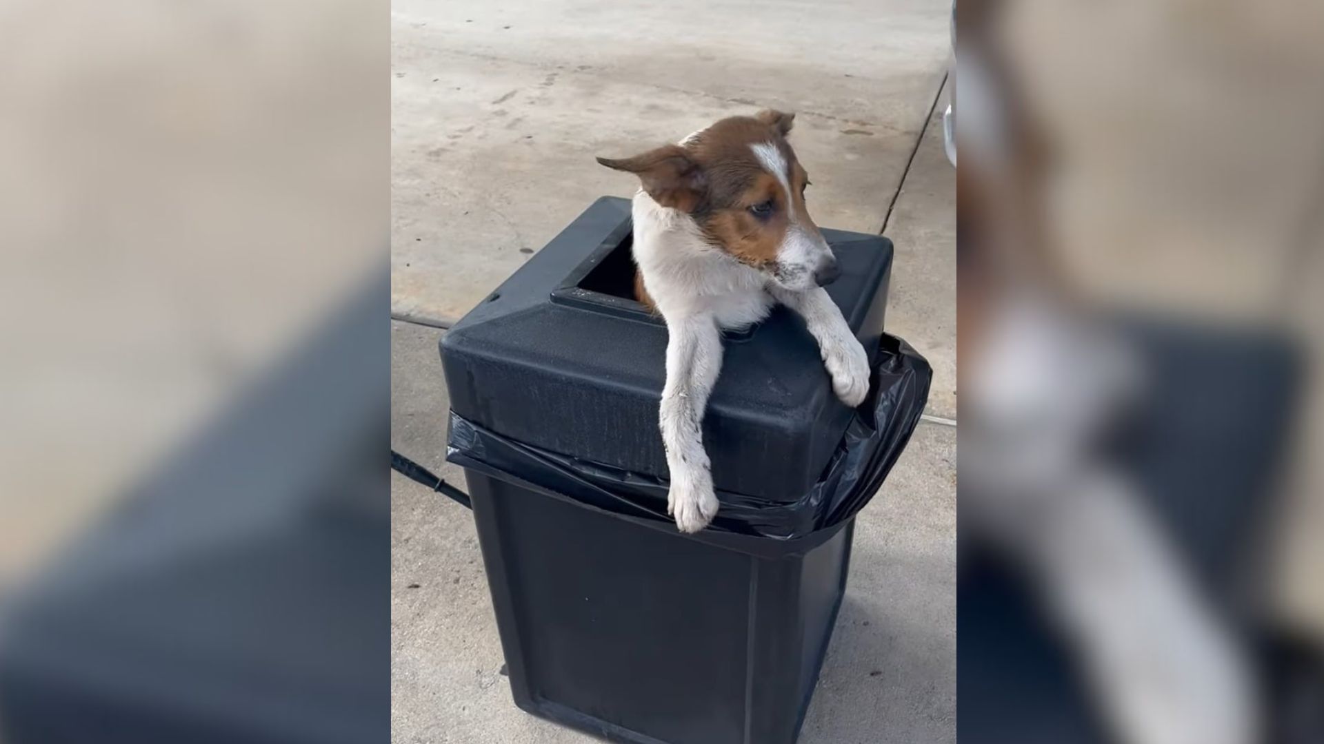 Florida Woman Pulls Into Gas Station And Freezes At What She Sees In The Trash