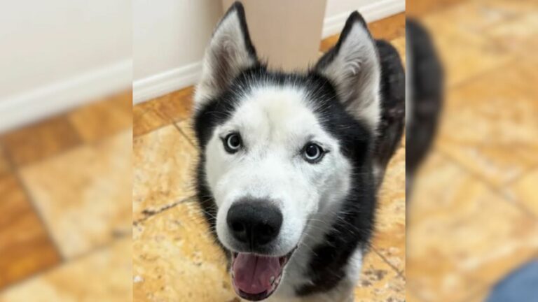 sweet husky