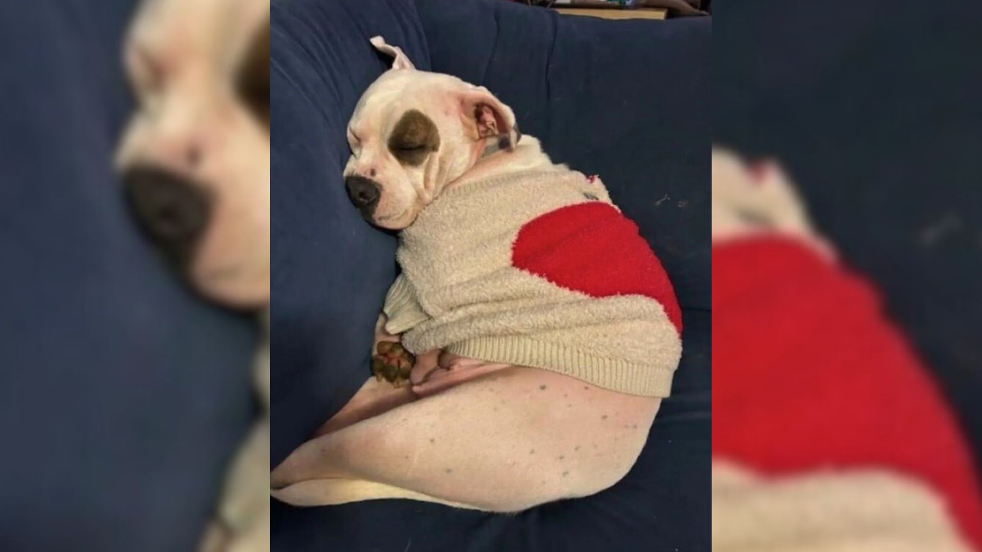 Foster Mom From New York Was Struggling With Grief, Then Her Pup Worked Magic