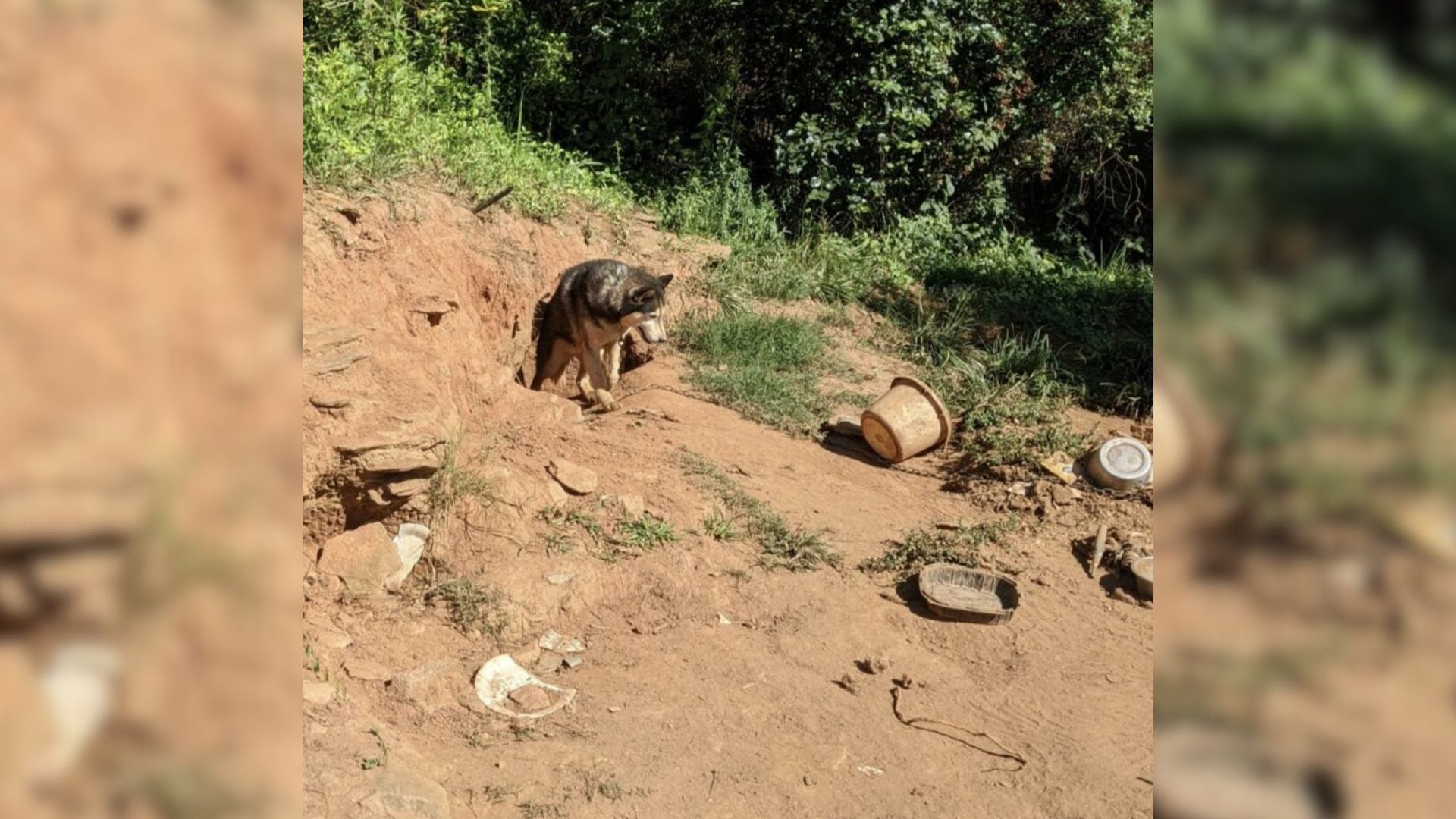 Four Years Of Chains End For North Carolina Husky Who Finally Finds Happiness