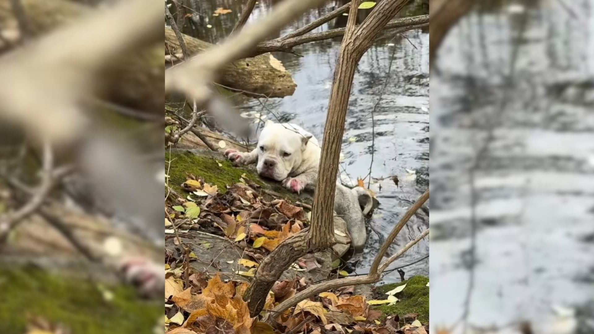 Frightened Pennsylvania Pup Trapped On Creek Bank Loses Hope Until Rescuers Arrive