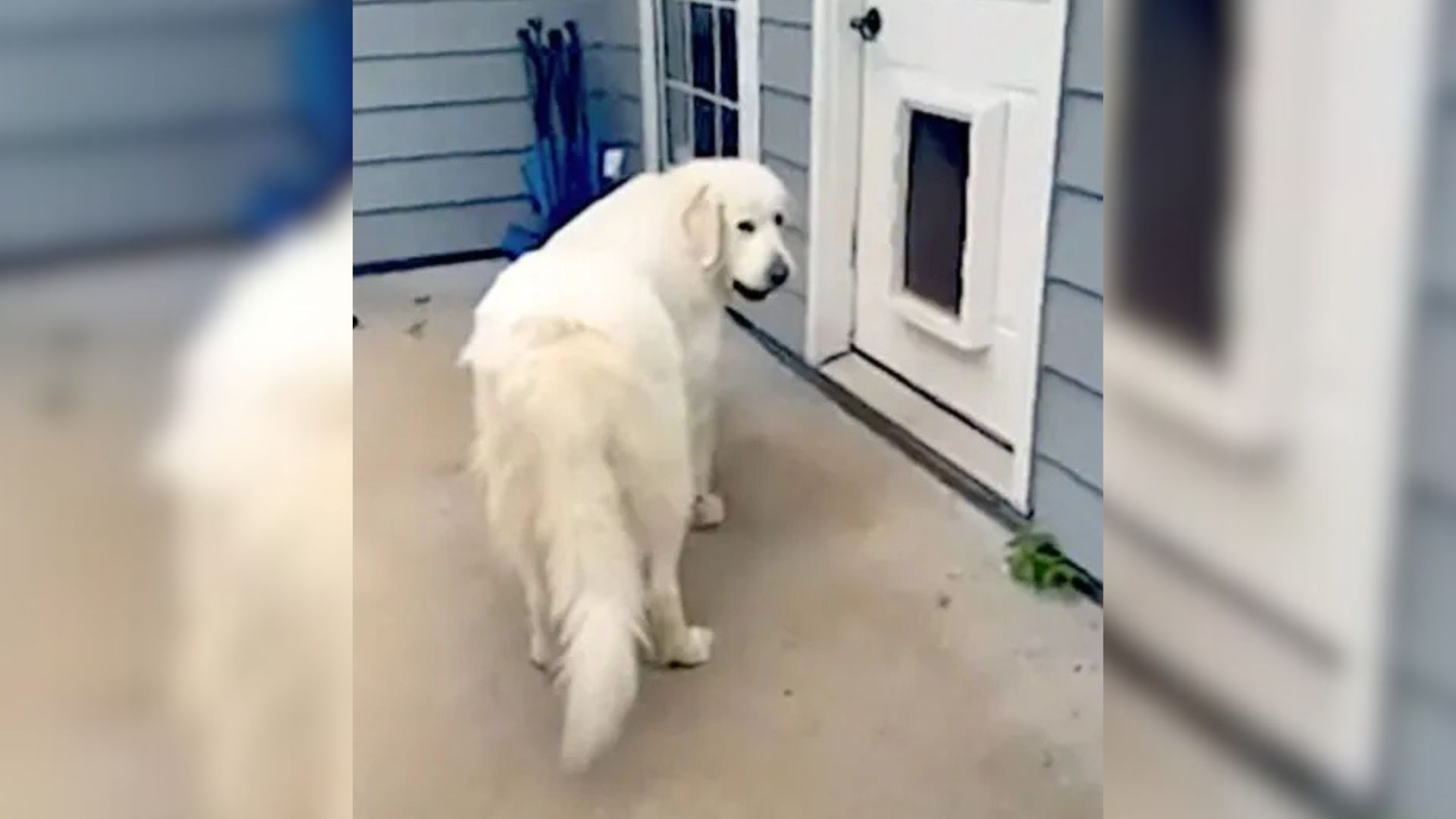 Georgia Dog Caught Carrying “Shelly Friends” Into The House And It Leads To A Hilarious Standoff
