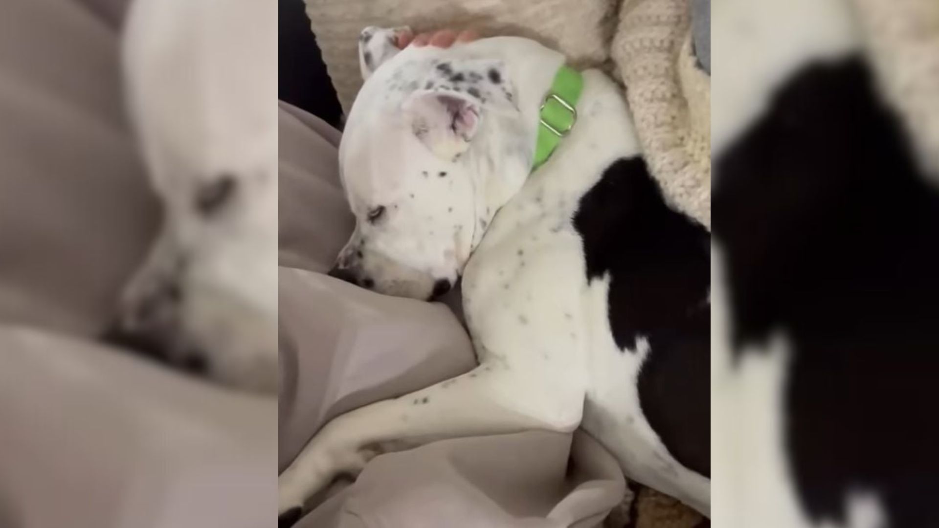 Georgia Dog Found Injured On Highway Begins His Fight For A Second Chance