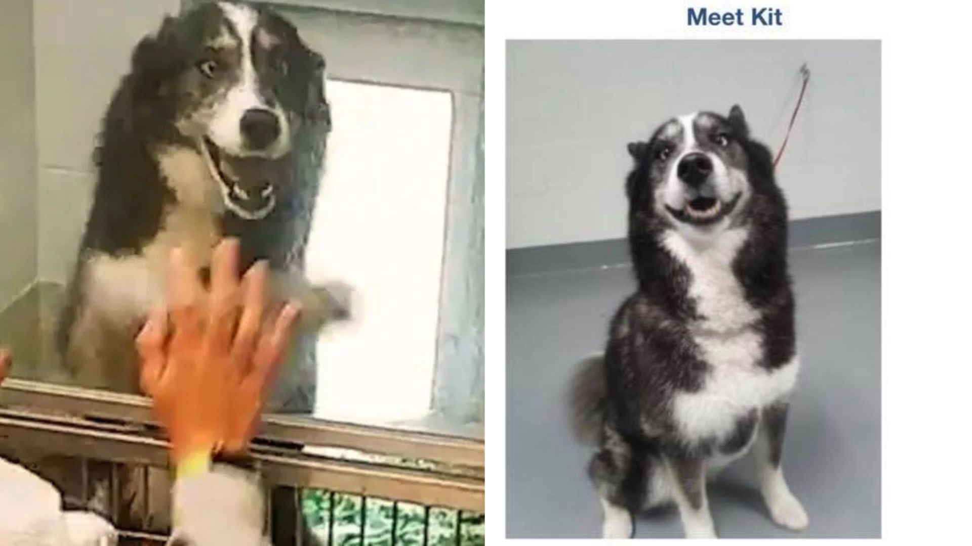 Georgia Family’s Missing Pup Turns Up In A Place No One Could Have Predicted