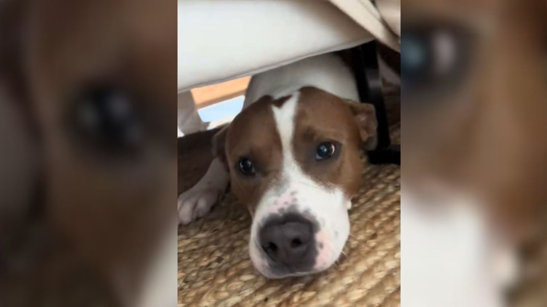 Georgia Foster Mom’s First Day With Shelter Pup Proves Love At First Sight Is Real