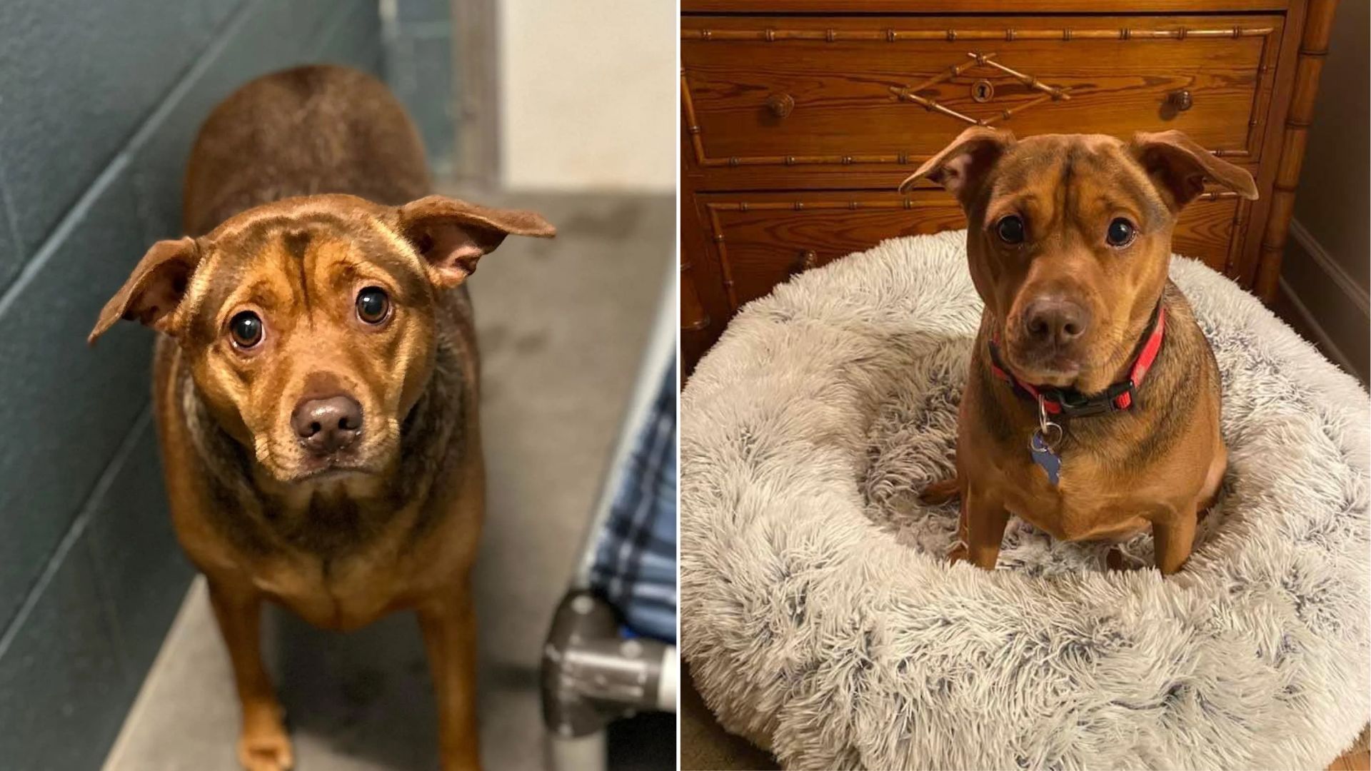 Georgia Pup Surrendered Without Warning Leaves Thousands Online Wondering Who Could Give Her Up