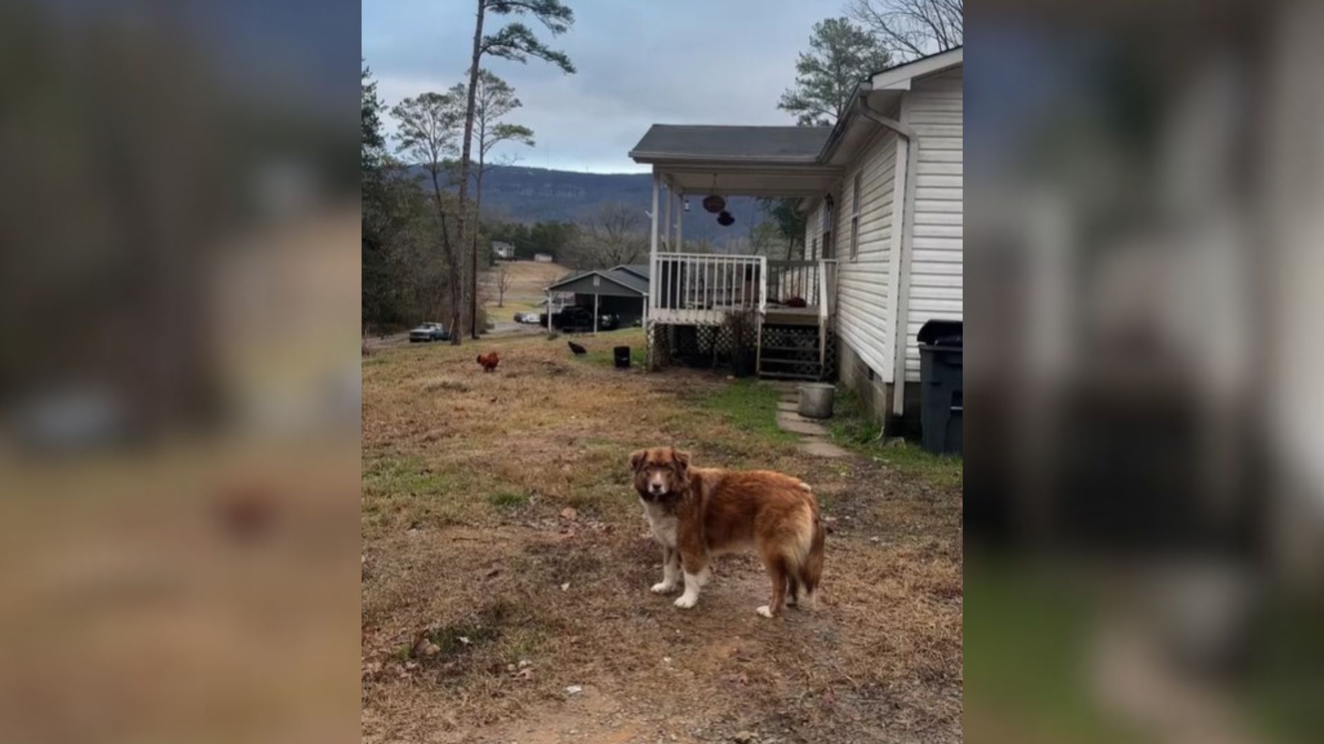 Georgia Pup’s Broken Heart Draws Attention After Her Family Moves Away Without Her