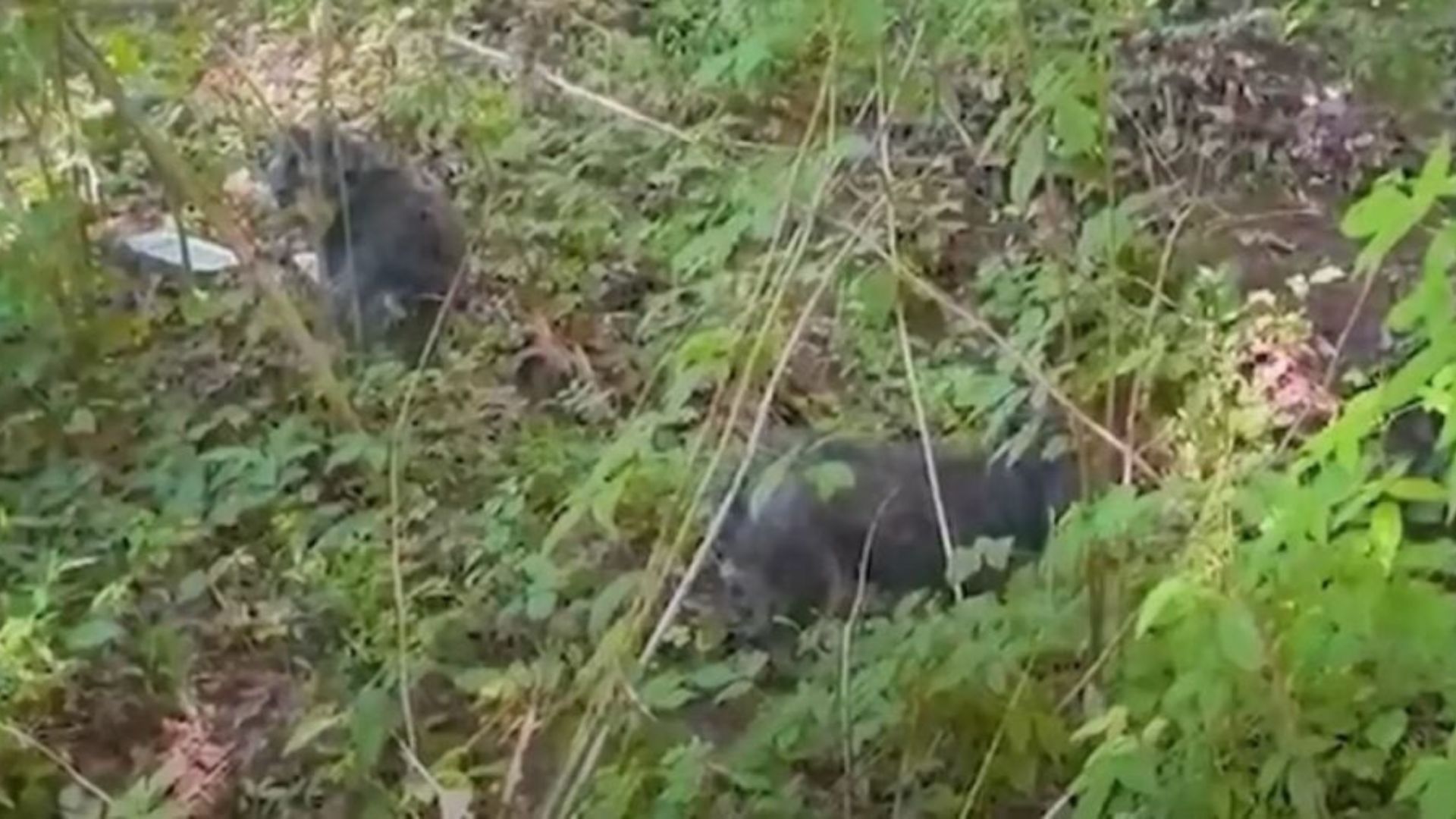 Georgia Rescuers Venture Into The Woods And Find Two Furry Souls Awaiting Rescue