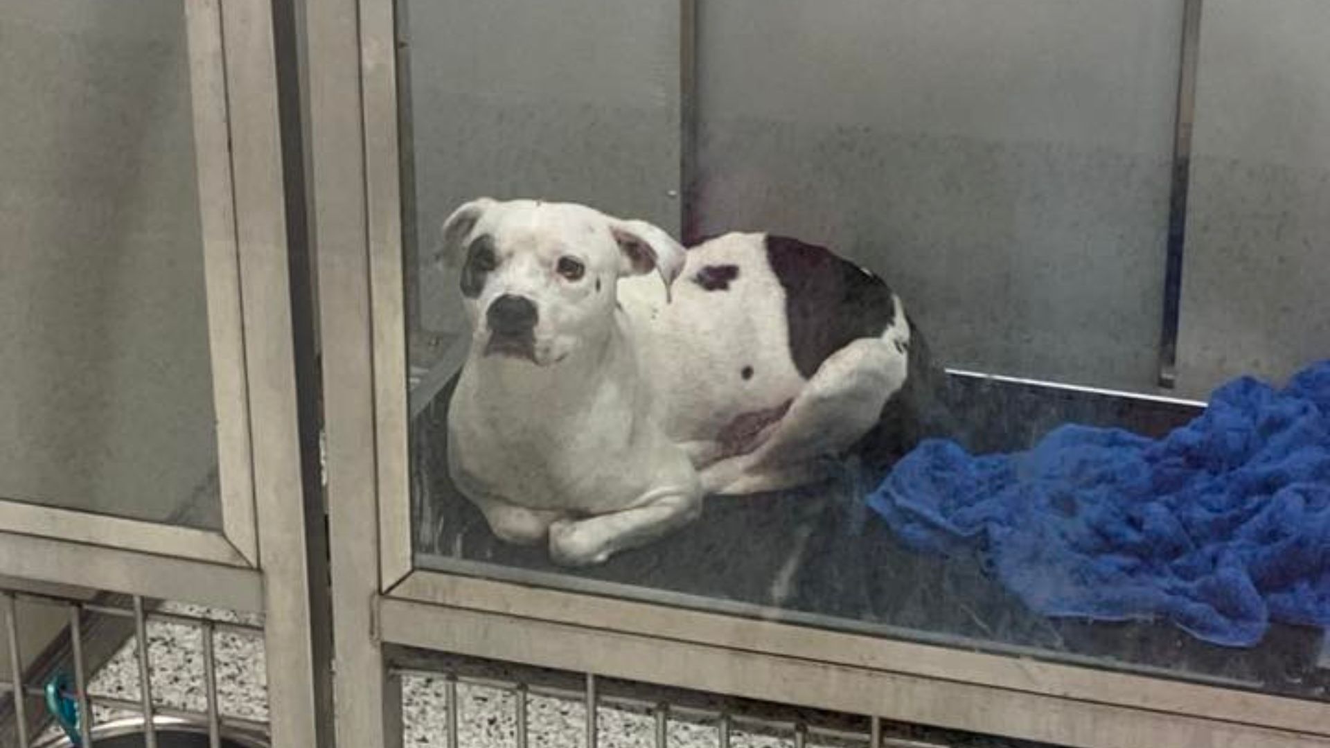 Georgia Shelter Pup Mourns Her Litter As Rescuers Fight To Save Her Future