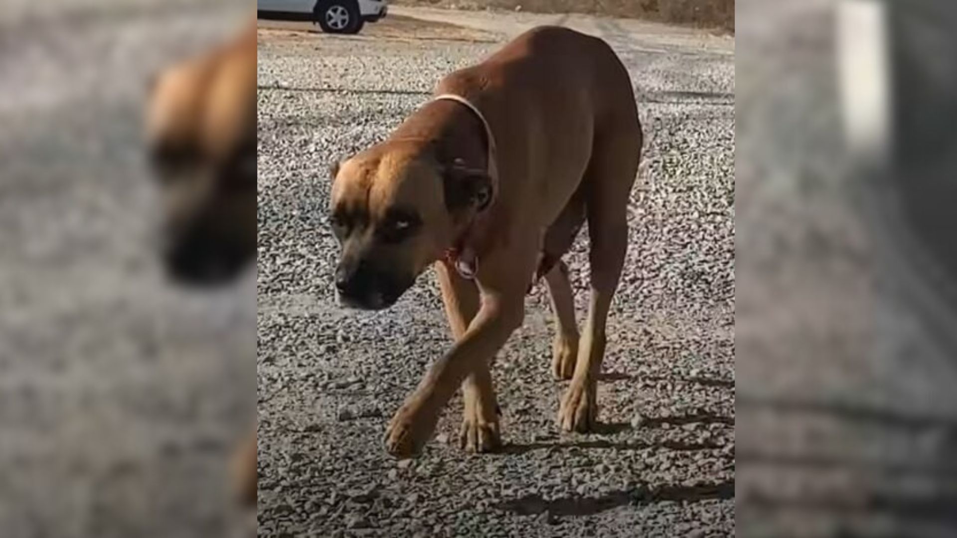 Georgia Woman Stunned When Dog Brings Her To A Home Of Puppies Needing Rescue