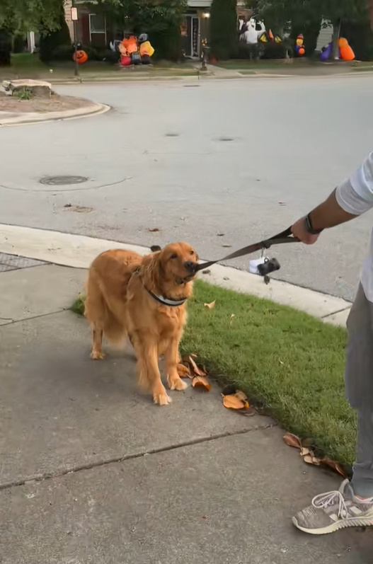 Golden Retriever on leash