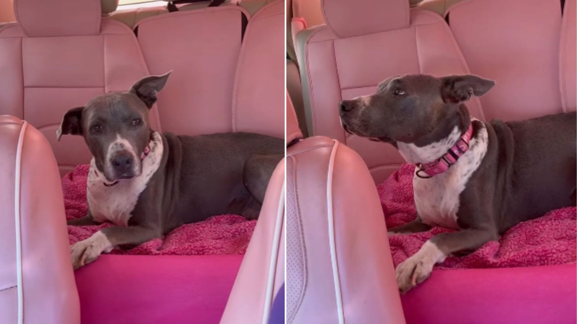 Hawaii Pup’s 791-Day Wait In A Shelter Ends With A Life-Changing Twist