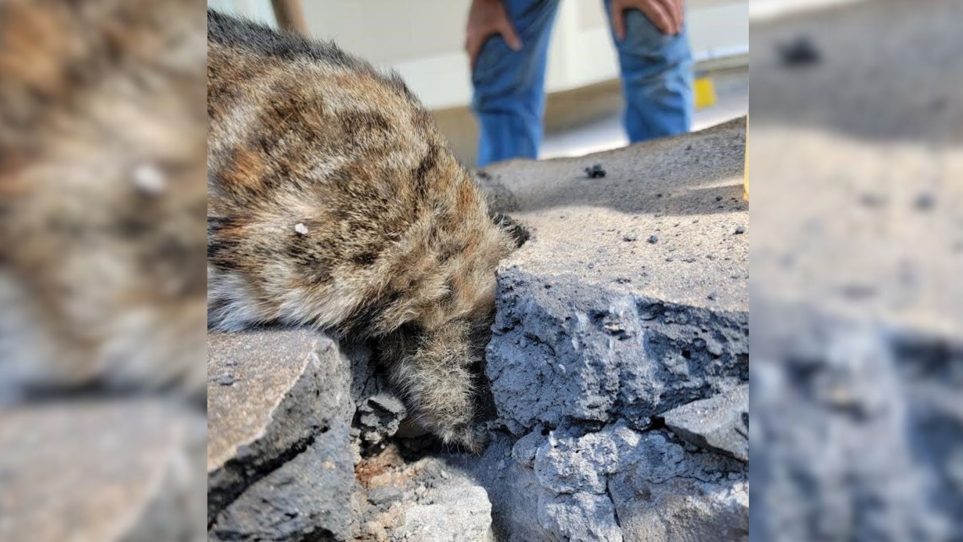 Hawaii Rescuers Stumble Upon Something Furry Stuck In A Wall And Spring Into Action
