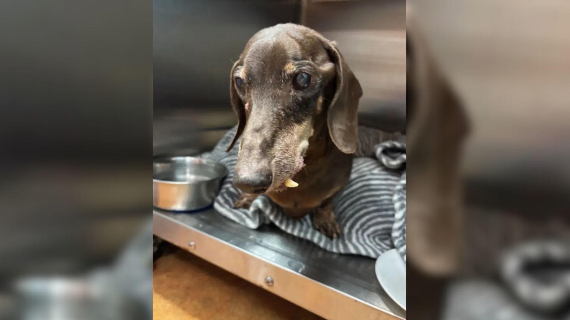 Heartbreak As 16-Year-Old Dog’s Microchip Reveals A Devastating Truth At Florida Shelter