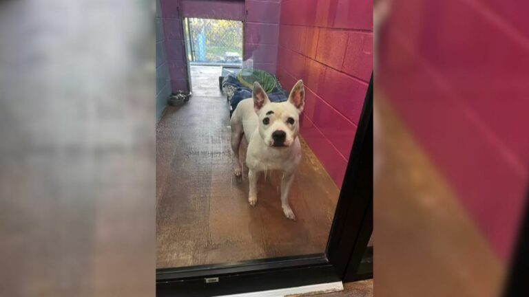 shelter dog