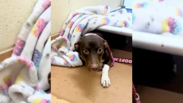 shelter dog