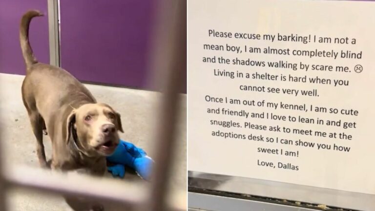 dog with note