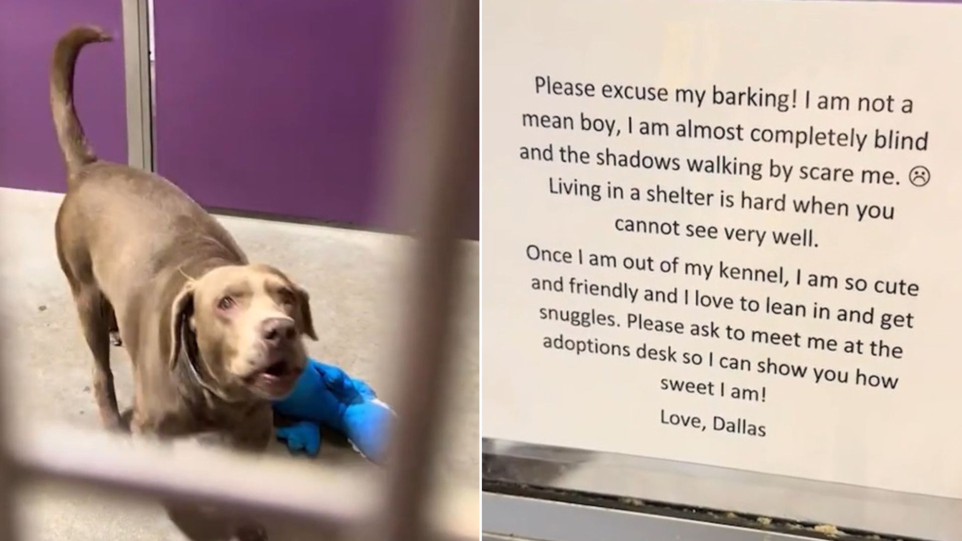 Heartbreaking Note Found On Dog’s Door During Woman’s Shelter Visit In Missouri