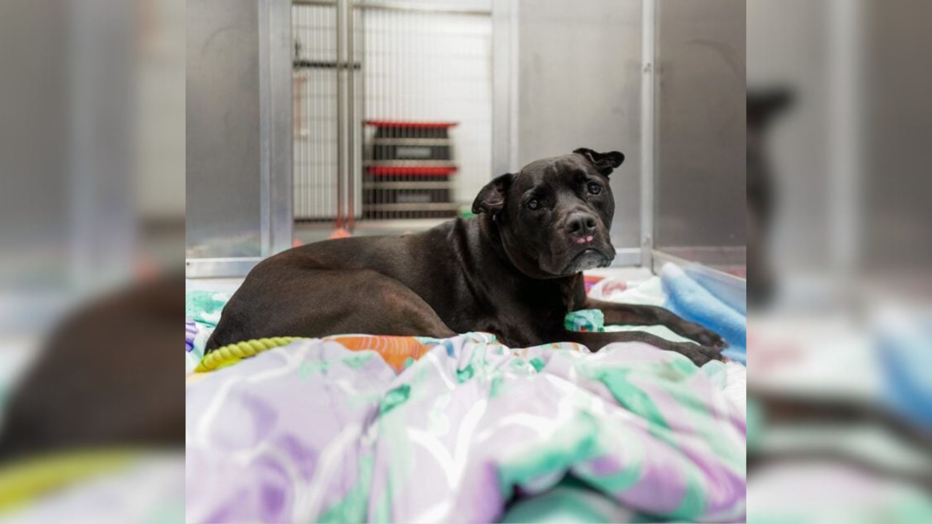 Heartbroken 13-Year-Old Dog Cries After Her Owner Leaves Her At A New York Shelter
