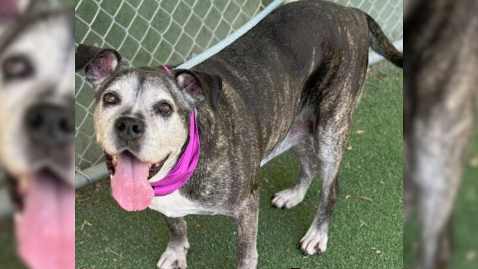 Heartbroken 13-Year-Old Dog Loses Her Owner In Georgia And Waits For A Miracle