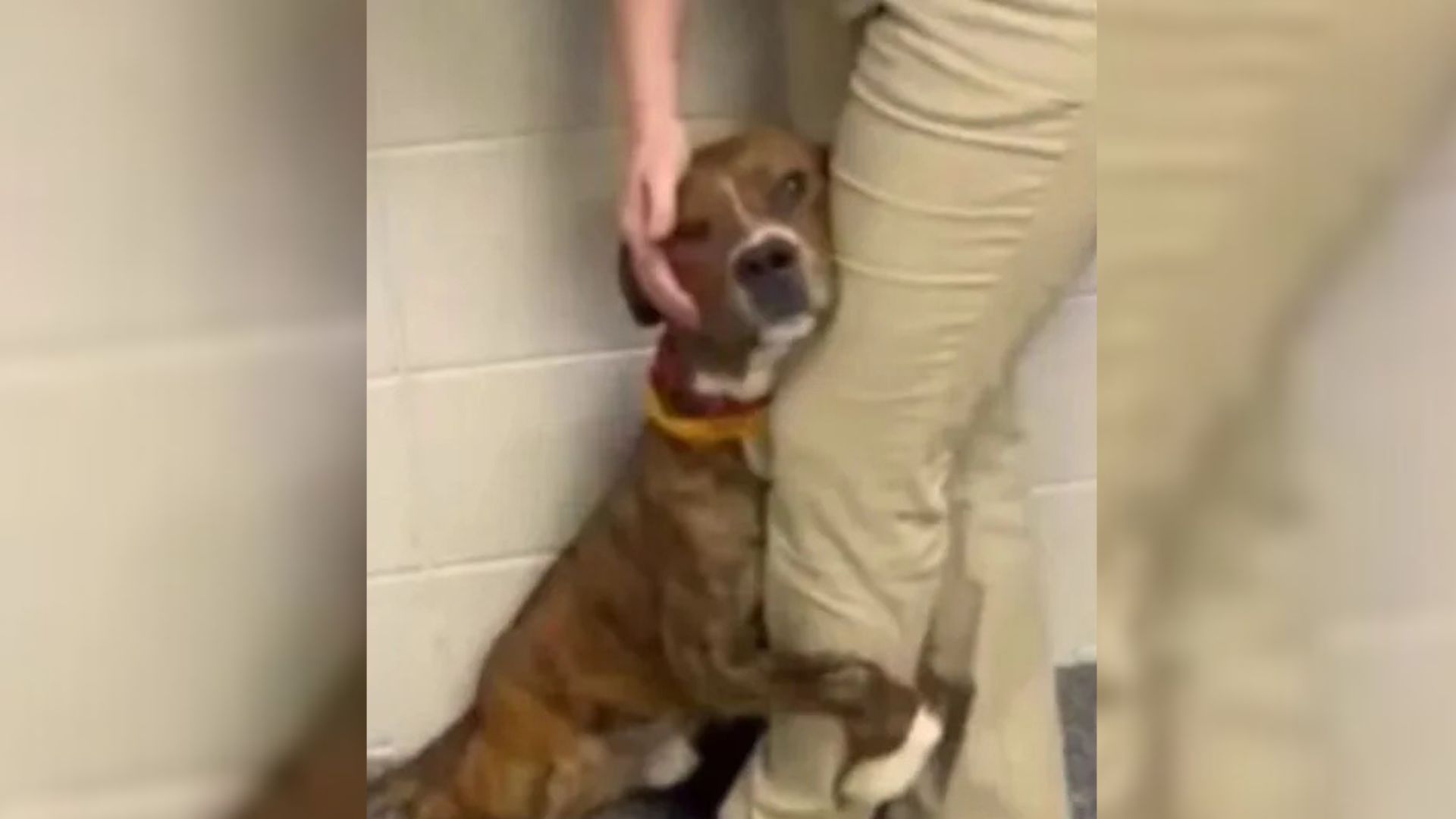 Heartbroken Georgia Dog Clung To Shelter Staff