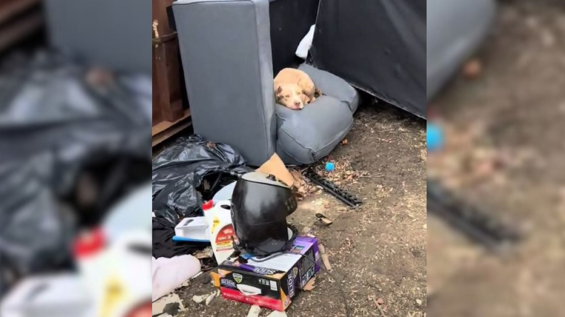 Heartbroken Indiana Dog Left In Trash Is Saved By Loving Family