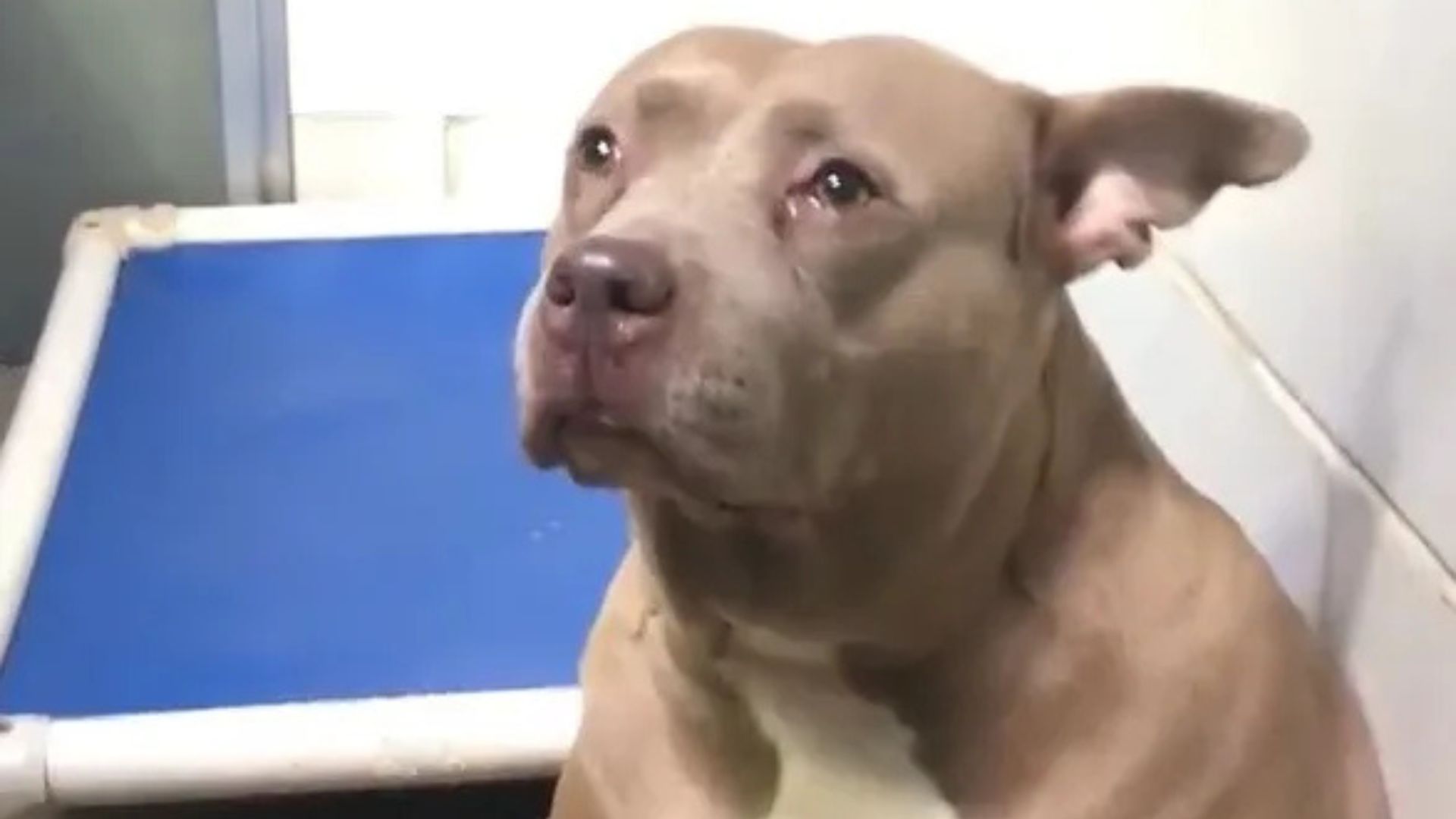 North Carolina Pitbull’s Heartbreaking Cry Leads To A Miracle After Viral Video