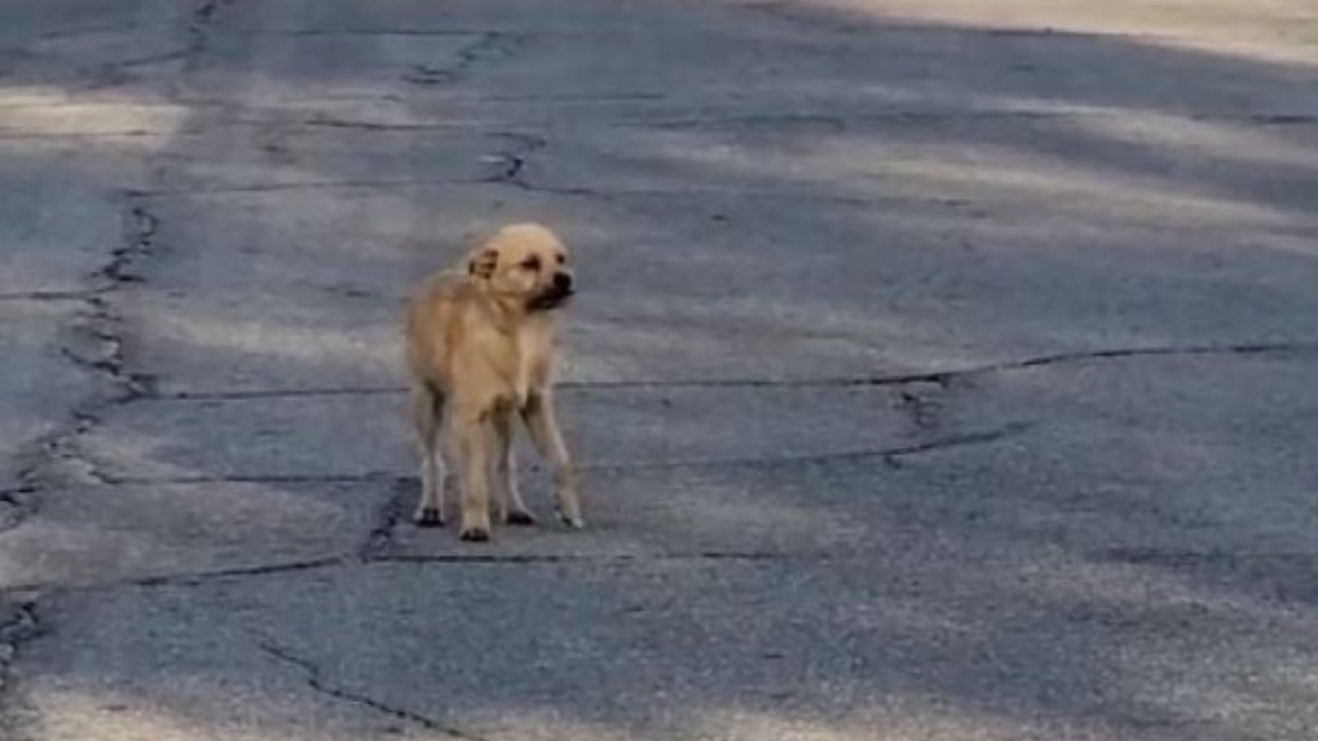 Heartbroken Pup Dodges Cars On A California Highway Until Kind Strangers Step In