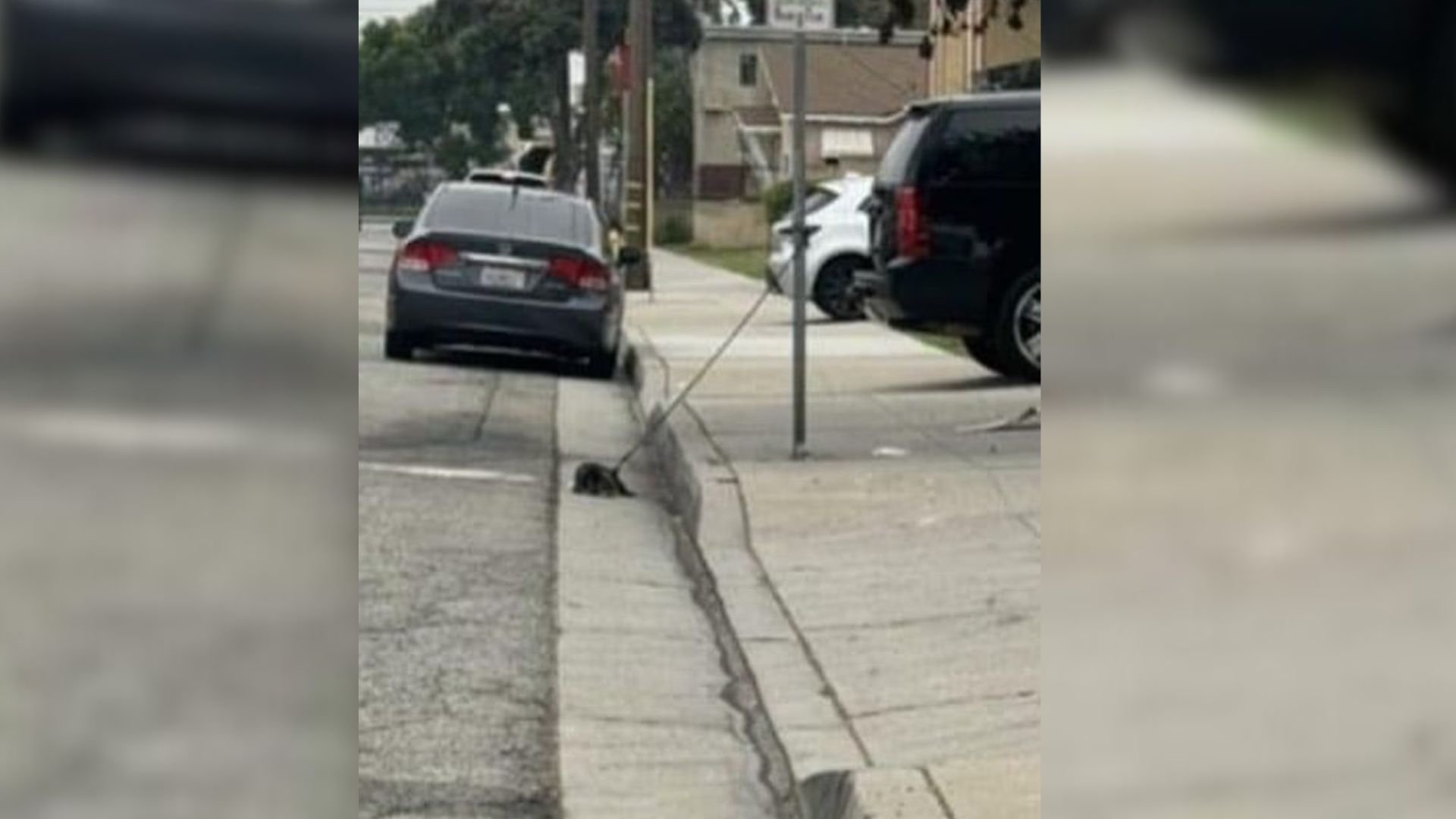 Helpless Pup Tied To A Pole In California Is Ignored By Everyone Until A Rescuer Finally Stops