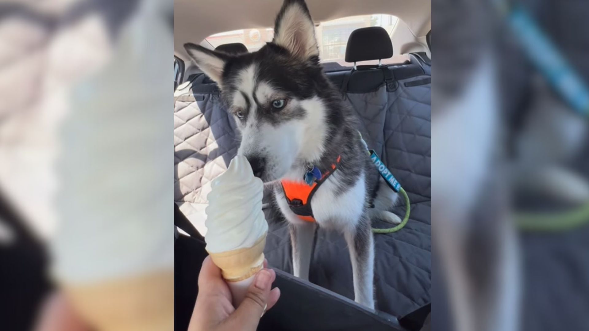 Husky’s First Taste Of Ice Cream Goes Viral After Heartwarming Moment In Washington