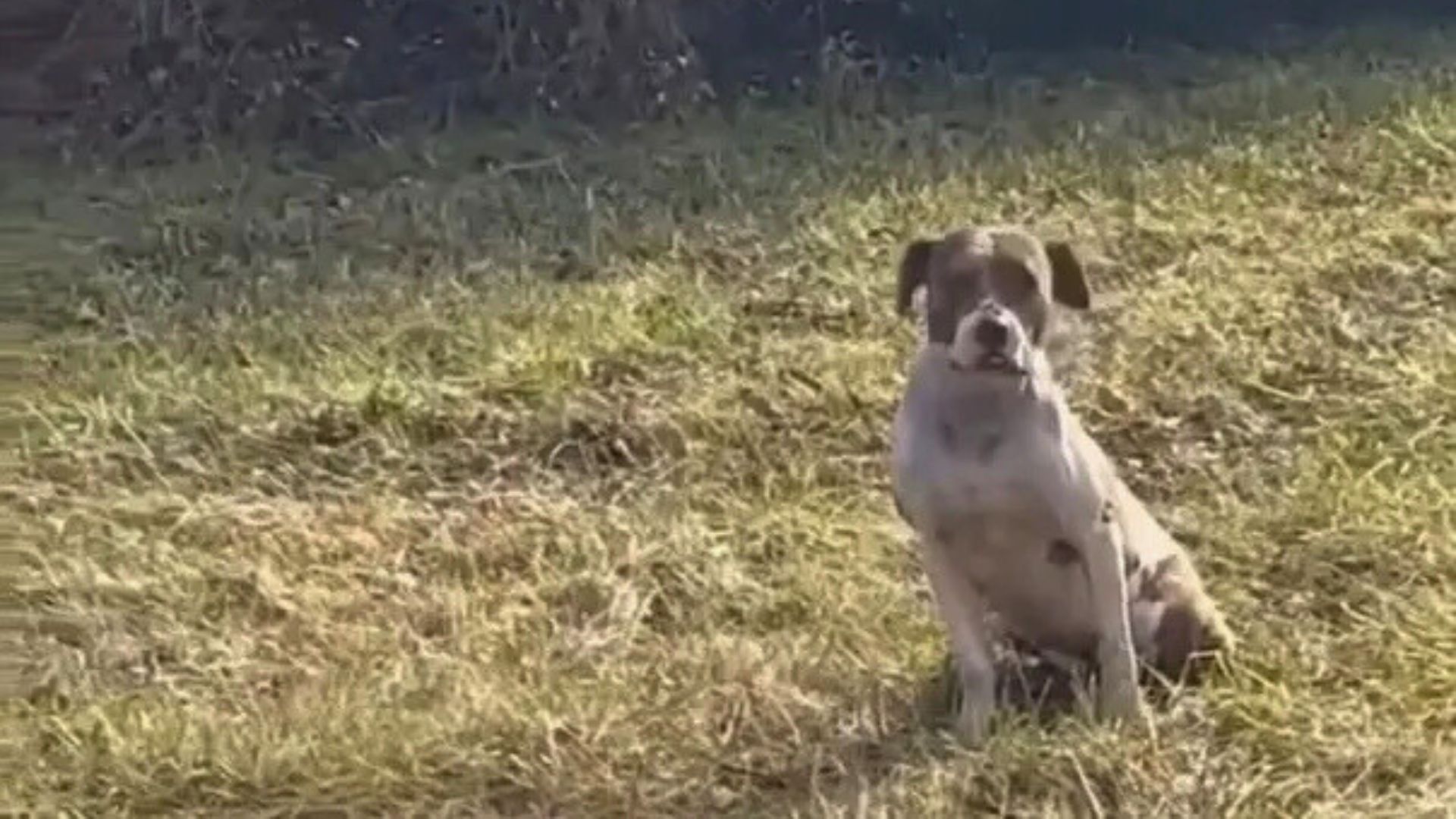 Illinois Rescuers Step Into A Crumbling House And Discover Who’s Been Sleeping There Alone