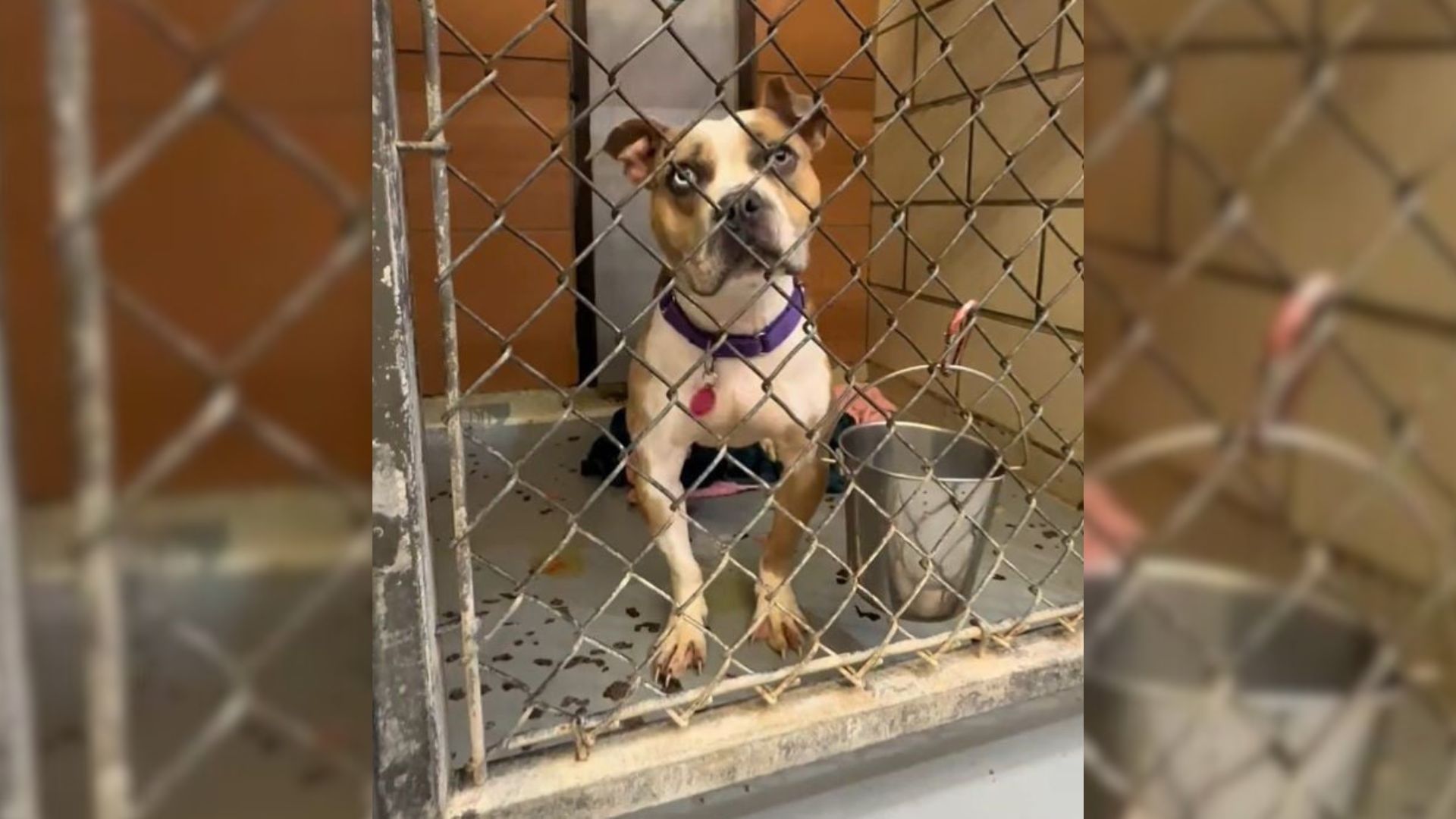 Illinois Shelter Pup Kept Waiting For Her Promised Family, But They Never Returned